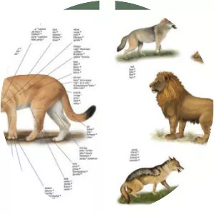 5 Language Visual Dictionary - Book