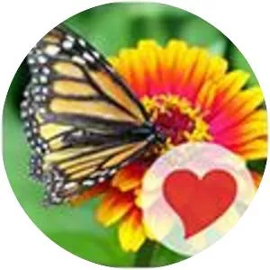 630 Pics - Video game