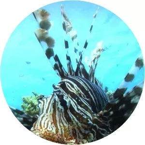 72 Dangerous Animals Australia