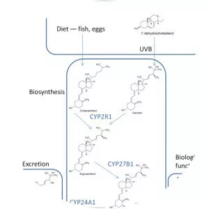 7Dehydrocholesterol reductase