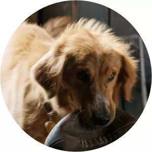 A Dog's Purpose: Review - TV program
