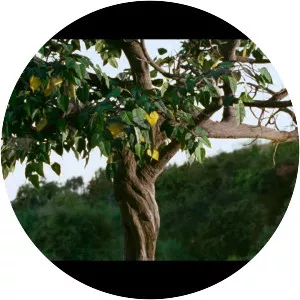 A Thousand Words - 2012 ‧ Drama/Comedy-drama ‧ 1h 31m