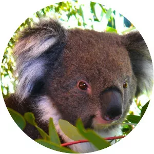 A Vida Secreta do Coala - TV program