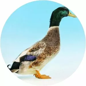 Abacot Ranger - Domestic duck breed