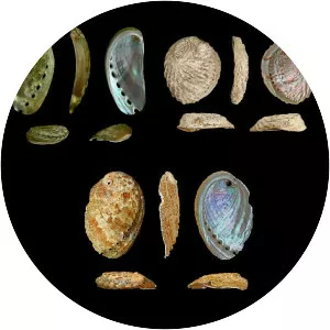 Abalone - Animal