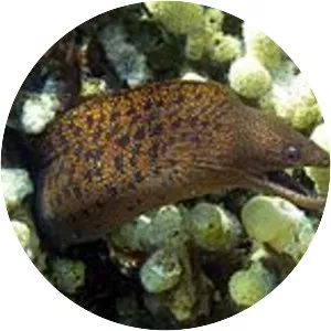 Abbott's moray eel - Fish