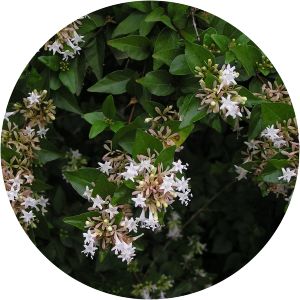 Abelia chinensis