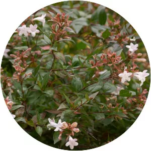 Abelia