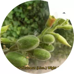 Abelmoschus ficulneus