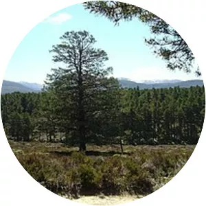 Abernethy Forest