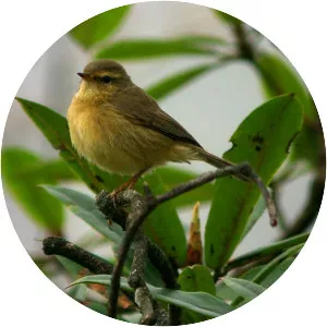 Aberrant bush warbler - Bird