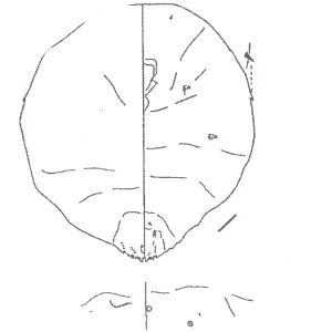 Abgrallaspis cyanophylli