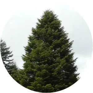 Abies cilicica - Plants