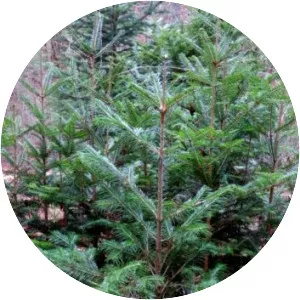 Abies pindrow - Plants