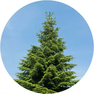 Abies pinsapo - Plants