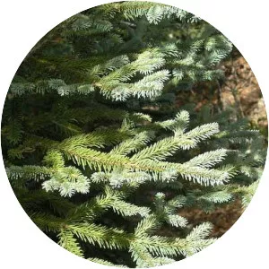 Abies religiosa