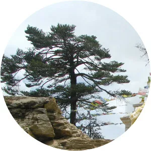 Abies spectabilis - Plants