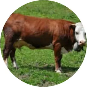Abondance cattle