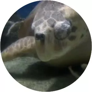 ABQ BioPark Aquarium