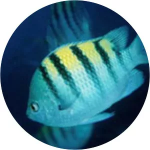 Abudefduf troschelii - 