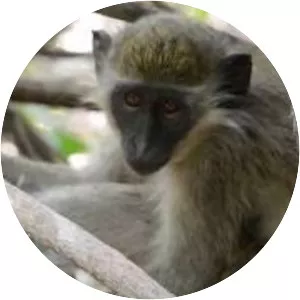 Abuko Nature Reserve - 