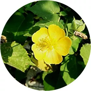Abutilon indicum