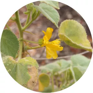 Abutilon leucopetalum