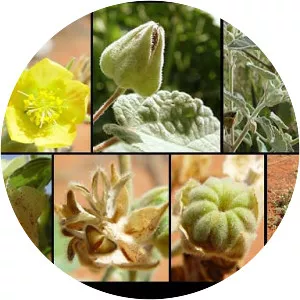 Abutilon otocarpum - 