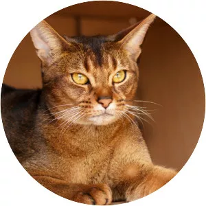 Abyssinian cat