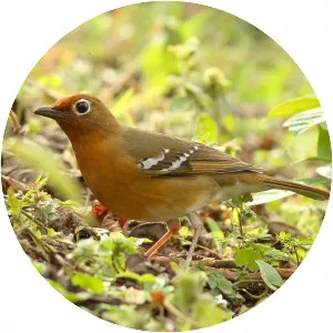 Abyssinian ground thrush - Bird