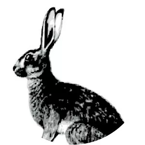 Abyssinian hare - Animal