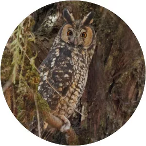 Abyssinian owl