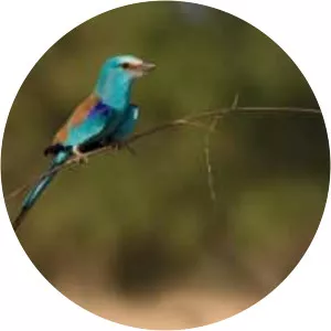 Abyssinian roller - Bird