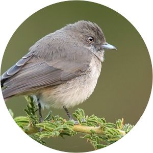 Abyssinian Slaty Flycatcher - Birds