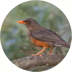 Abyssinian thrush - 