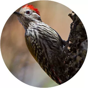 Abyssinian woodpecker
