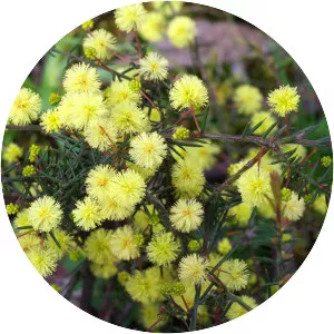 Acacia aculeatissima - 