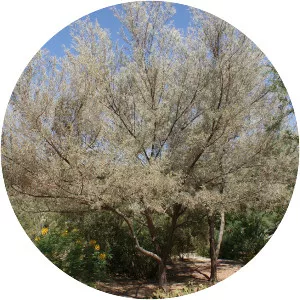 Acacia aneura - 
