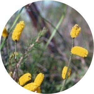 Acacia anomala - 