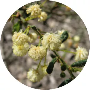Acacia aspera - 
