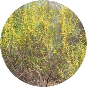 Acacia assimilis - 