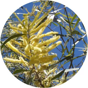 Acacia aulacocarpa - 