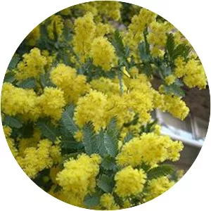 Acacia baileyana