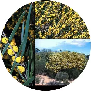 Acacia beauverdiana