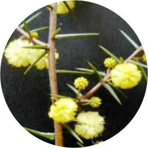 Acacia brownii