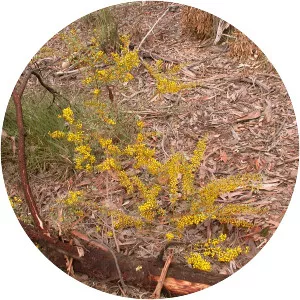 Acacia buxifolia - 
