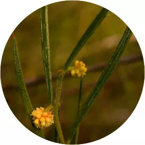 Acacia bynoeana - 
