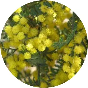 Acacia cardiophylla - 