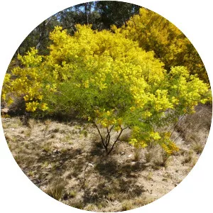 Acacia chinchillensis - 