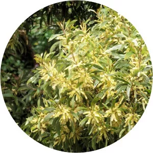 Acacia cincinnata - 